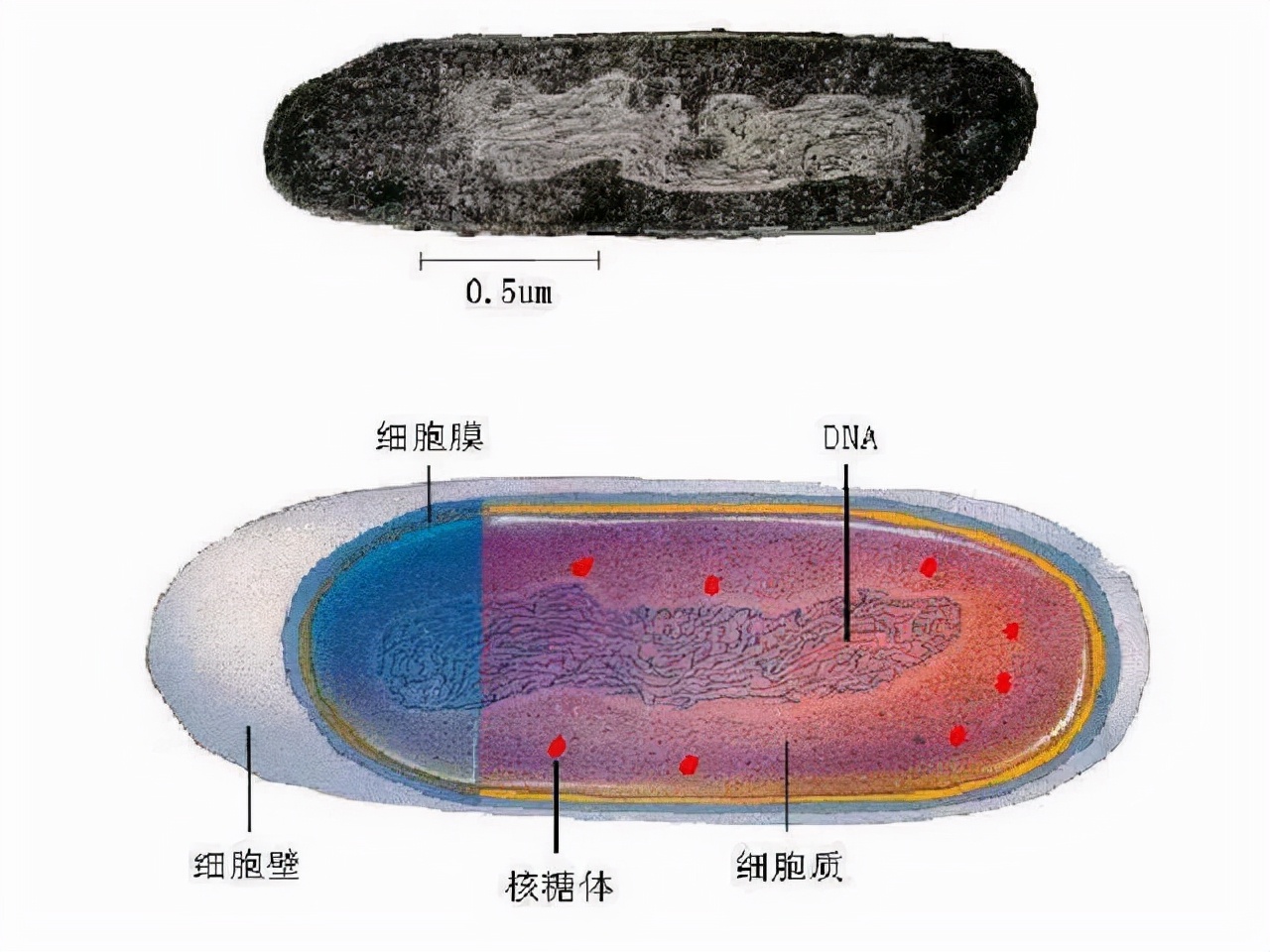地球上的生命是如何诞生的，你知道吗？