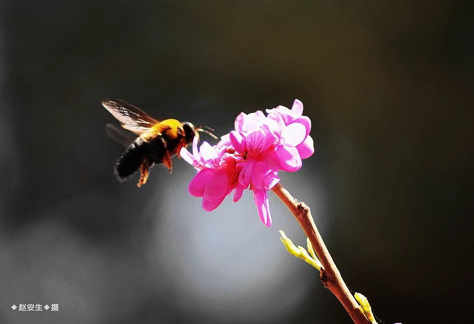 疫情挡不住春天的脚步，小编带你去看古城秦州的春暖花开