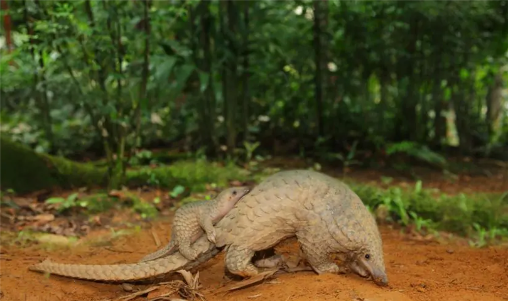 铜壁关出现穿山甲，用尾巴勾住树干，伸出长舌头，一天吃1斤蚂蚁