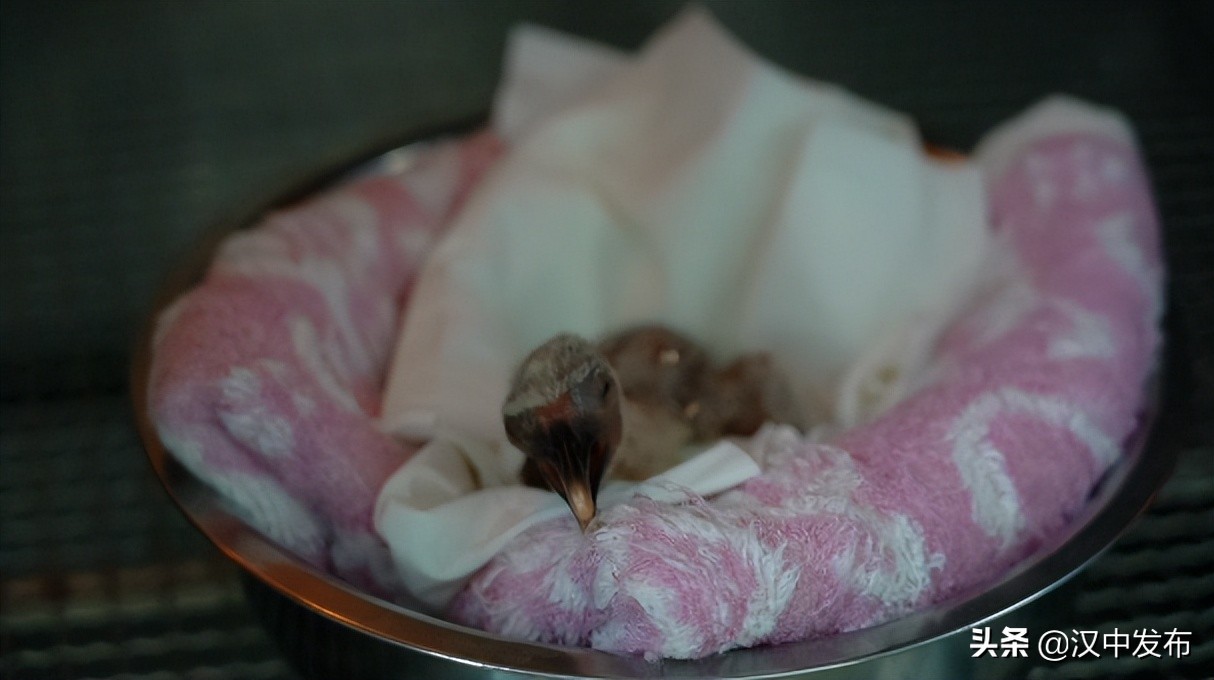 汉中洋县今年第一只人工孵化小朱鹮顺利出壳！