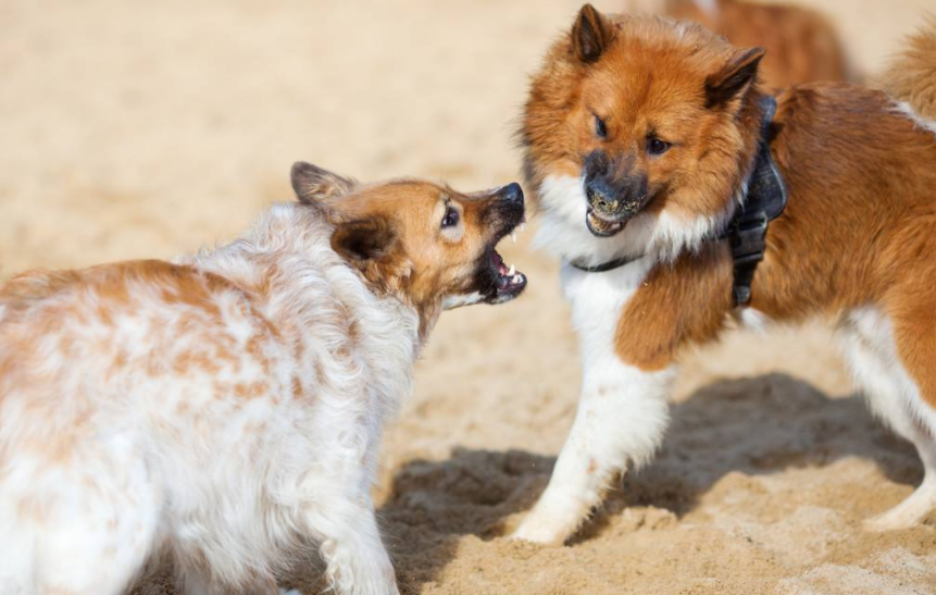 狗狗常见的交配方式，你见过几种？
