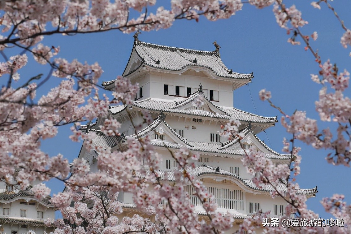 日本樱花图片（盘点大家都爱去的赏樱名地）