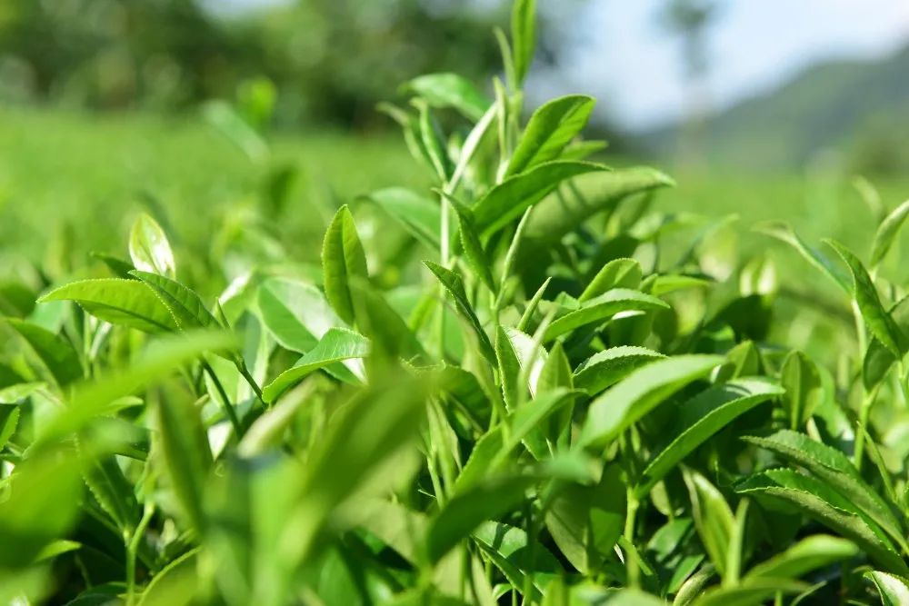 最是一年春好处，劝君更饮一杯茶