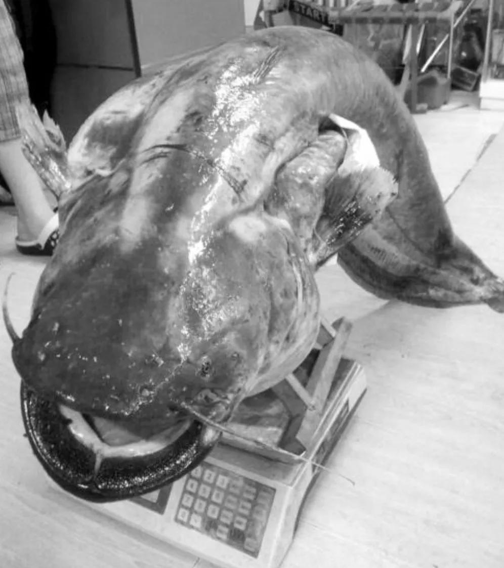 江西男子钓起"鲶鱼王",疑似突破生长极限了