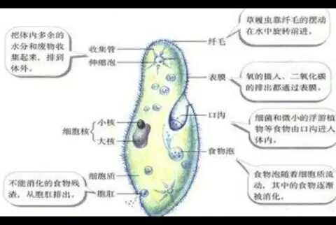 宇宙也杀不死的十大生物：“长生不死”活上亿年，脑袋没了也能活