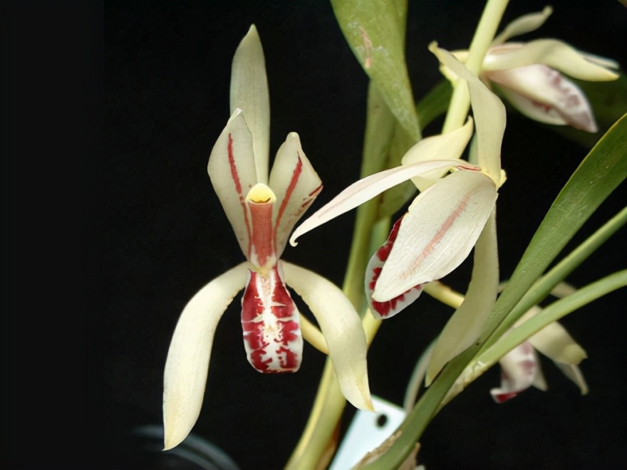 29个兰花品种，名称与图片都在这里了，你还傻傻分不清吗？