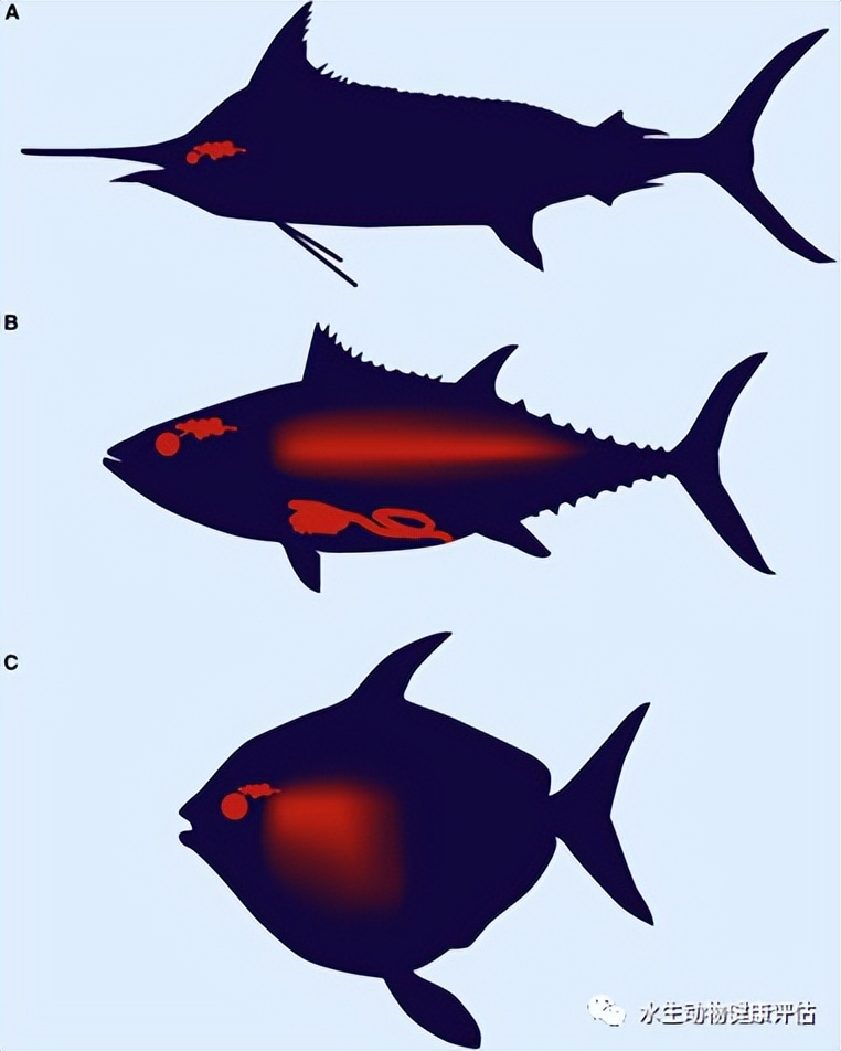 棘突鱼类对海洋环境的适应