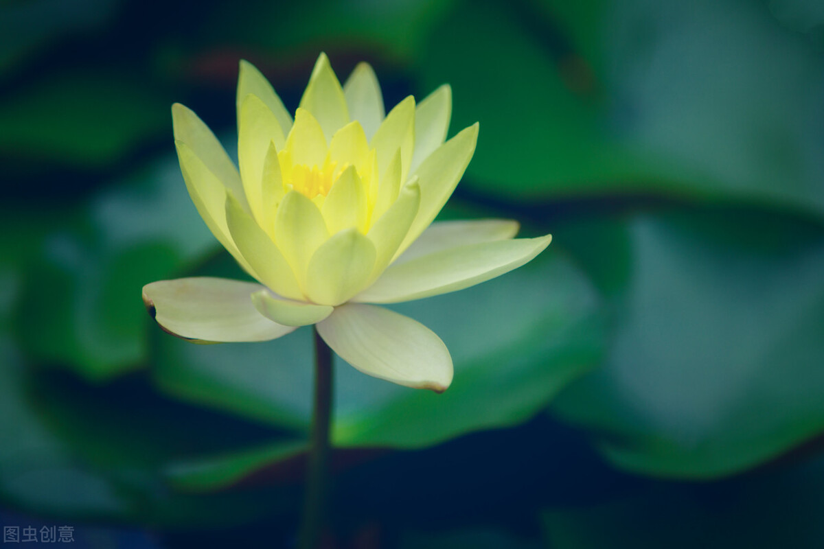 明日妇女节，三八女神节女生节走心句子高级感文案，可发朋友圈