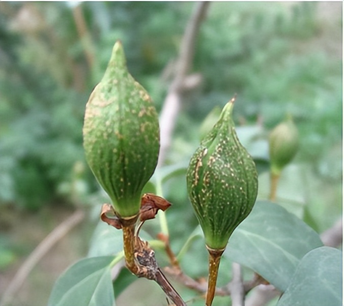 开黄花的植物名称大全（这6种小黄花谁才是真正的迎春）