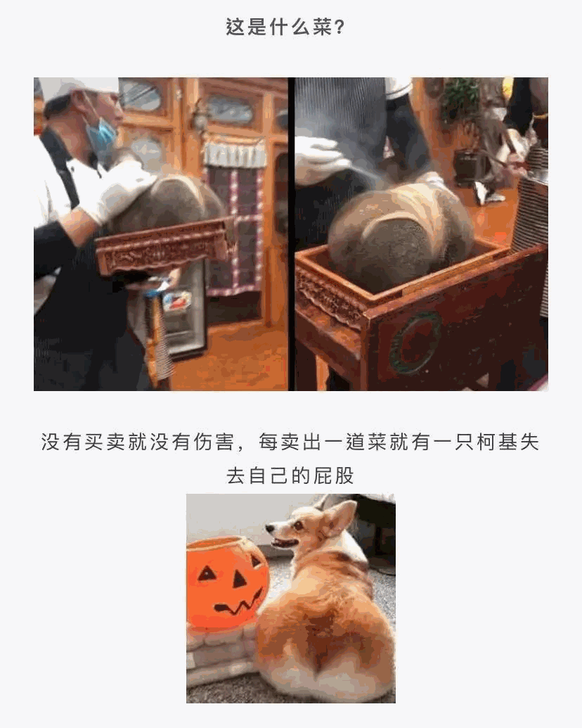 猫咪还是太天真，竟敢到手上抢了，也不知道危险吗