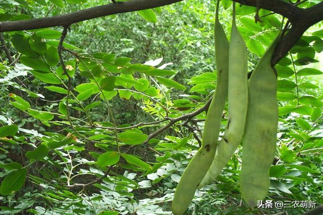 跟我一起認識這13種野菜，附帶圖片，若見到，別錯過