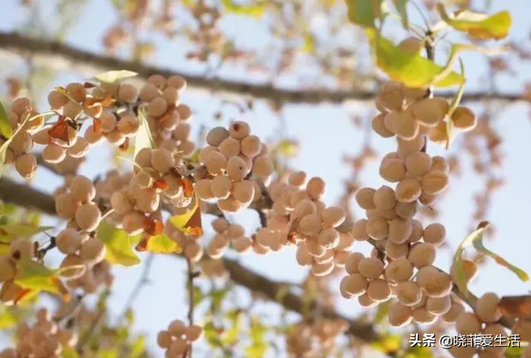 七种“黄金树”，子孙世代富，护宅守家，越养越“旺家”