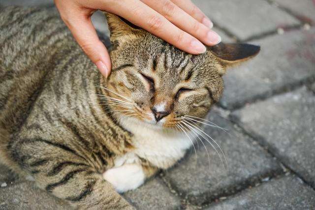 公认最“忠诚”的2种猫VS“白眼狼”的2种猫，你养对了吗？