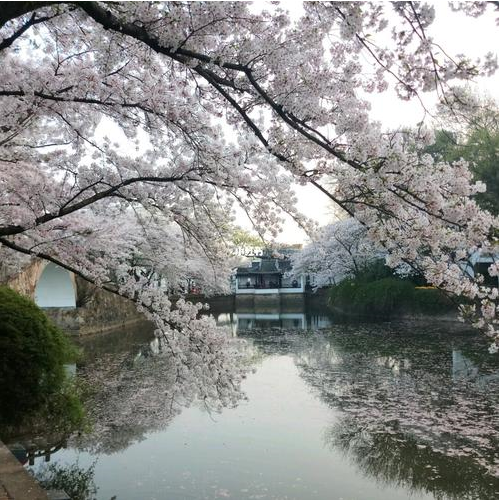 万里云 | 芳心寸寸情依旧，霞彩年年绘早春（樱韵读春格律十二首）