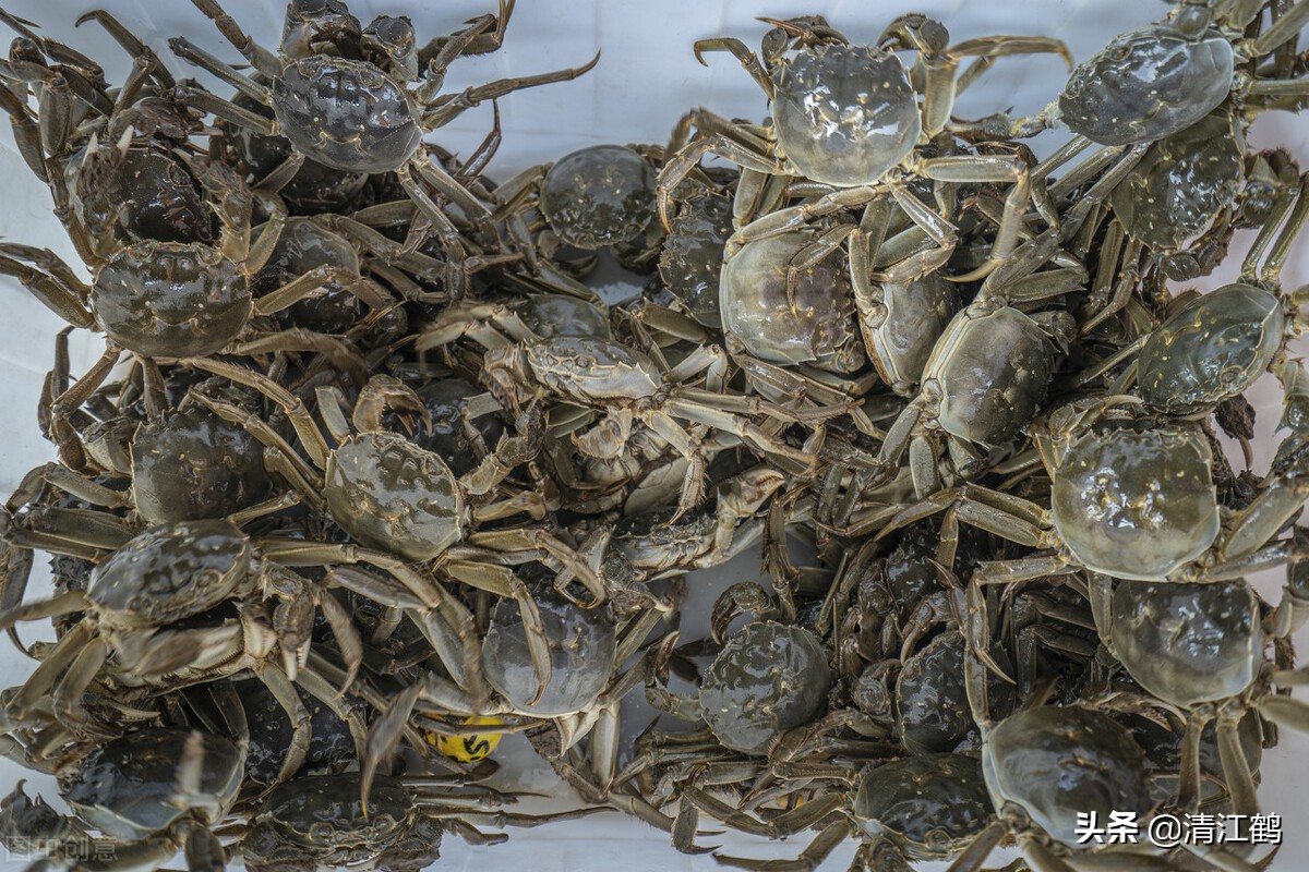 河里的螃蟹是吃什么食物长大的？过好"四关"是成功饲养螃蟹的关键