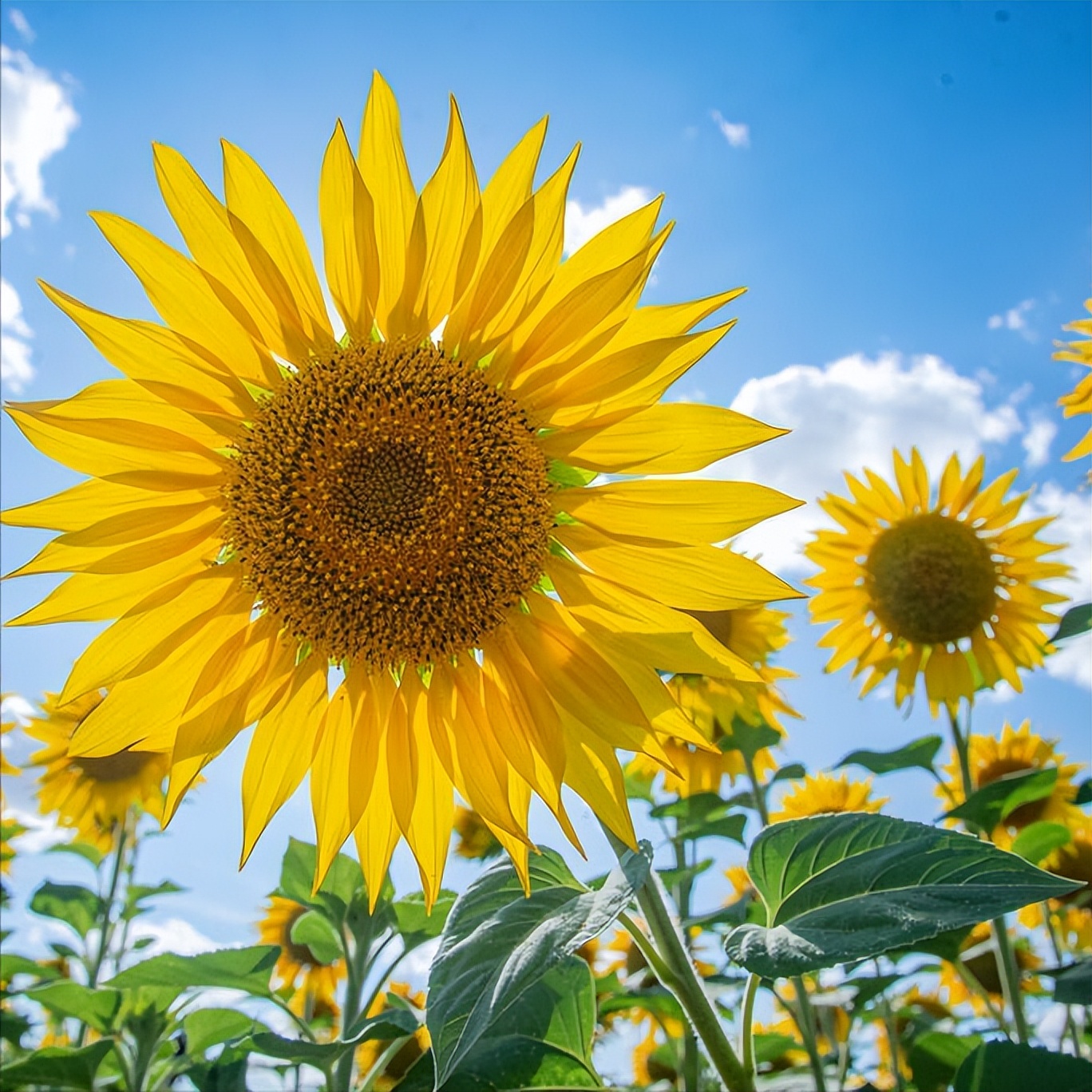 积极唯美的人生格言,愿我们有阳光的心态