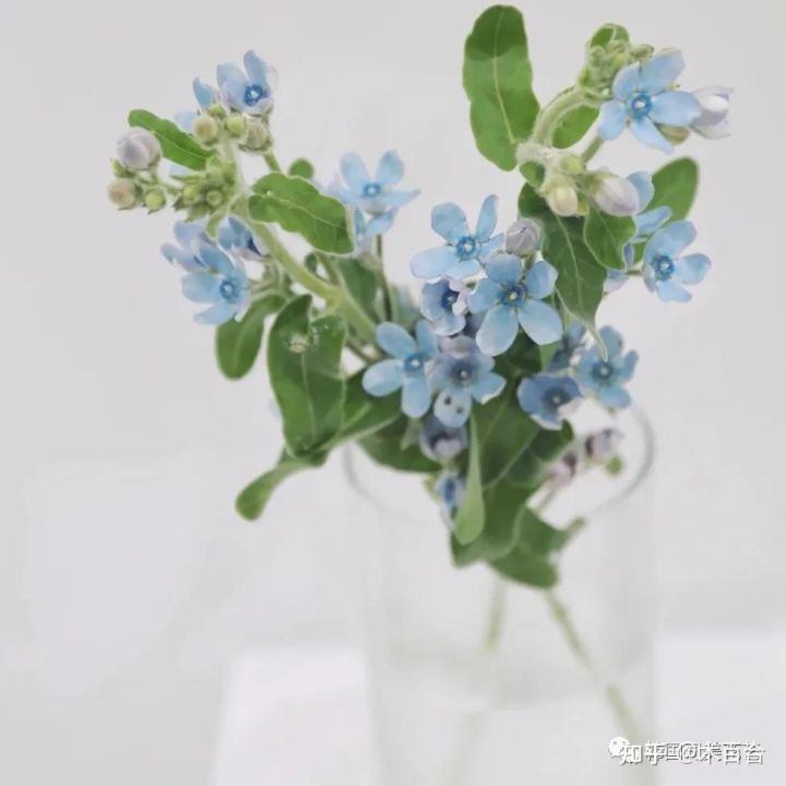 安祖花的功效及作用（常用花材养护攻略花艺师必看）