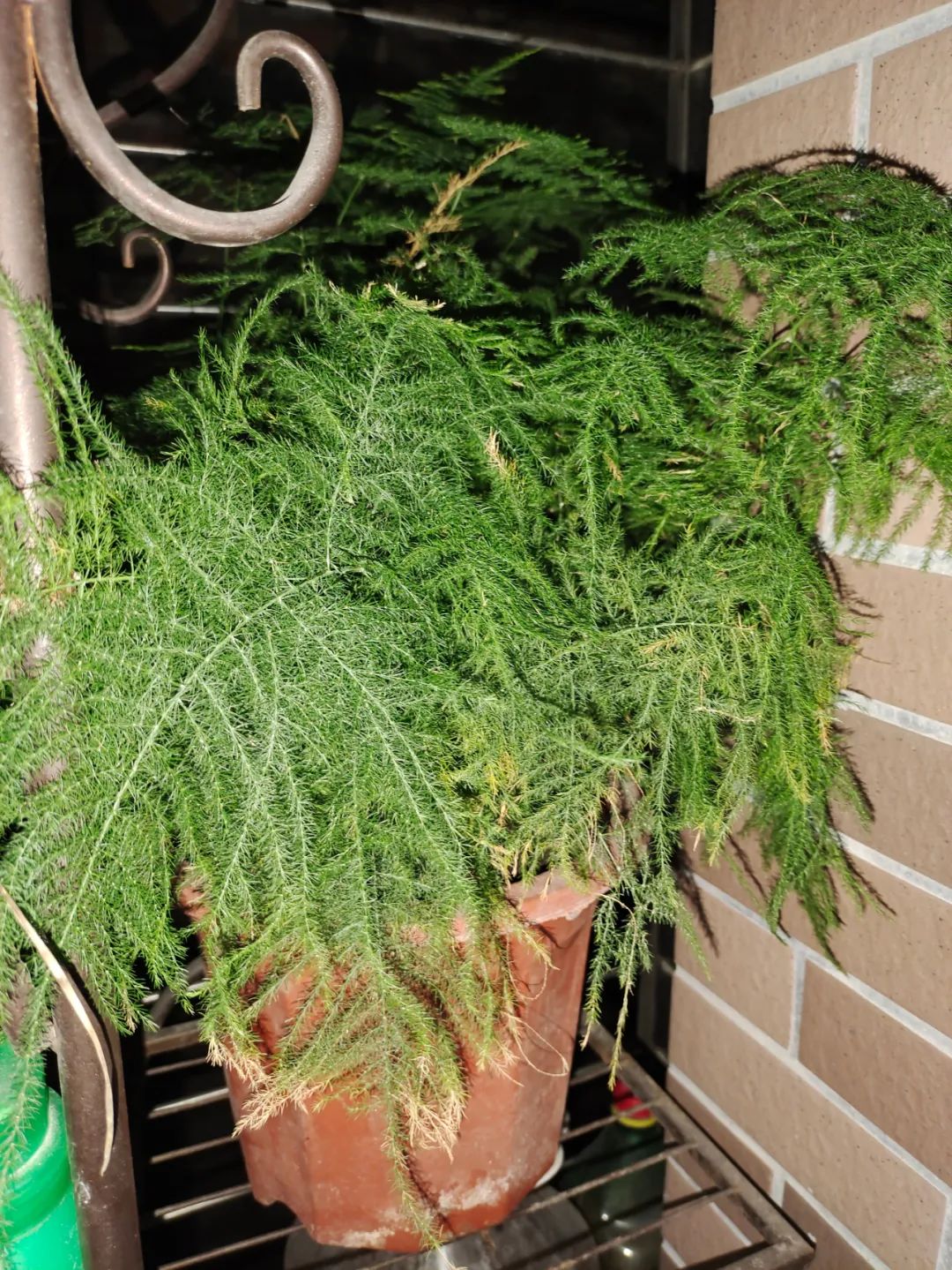 植物识别软件哪个最好（花友必备的养花利器秒变园艺大师）