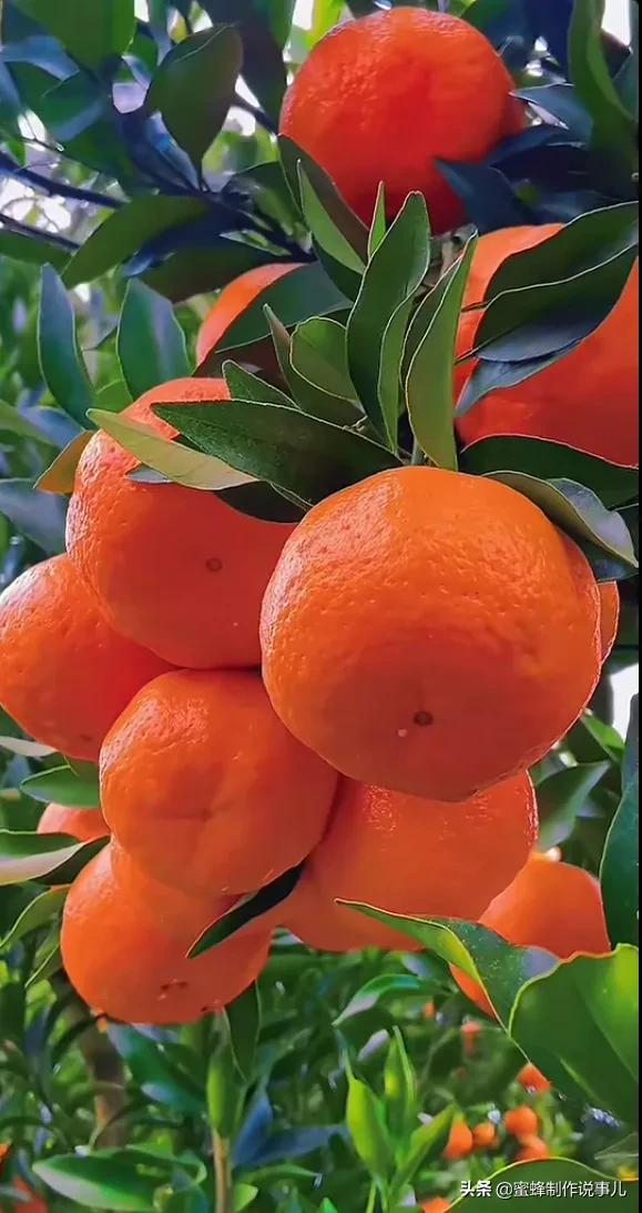 各种瓜果蔬菜成熟了,硕果累累挂满了枝头,果香四溢,五彩缤纷,五颜六色