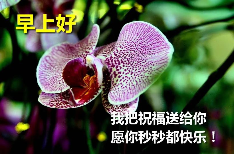 周末早上好祝福图片 早上好问候句子 早安喜悦 祝你心想事成图片