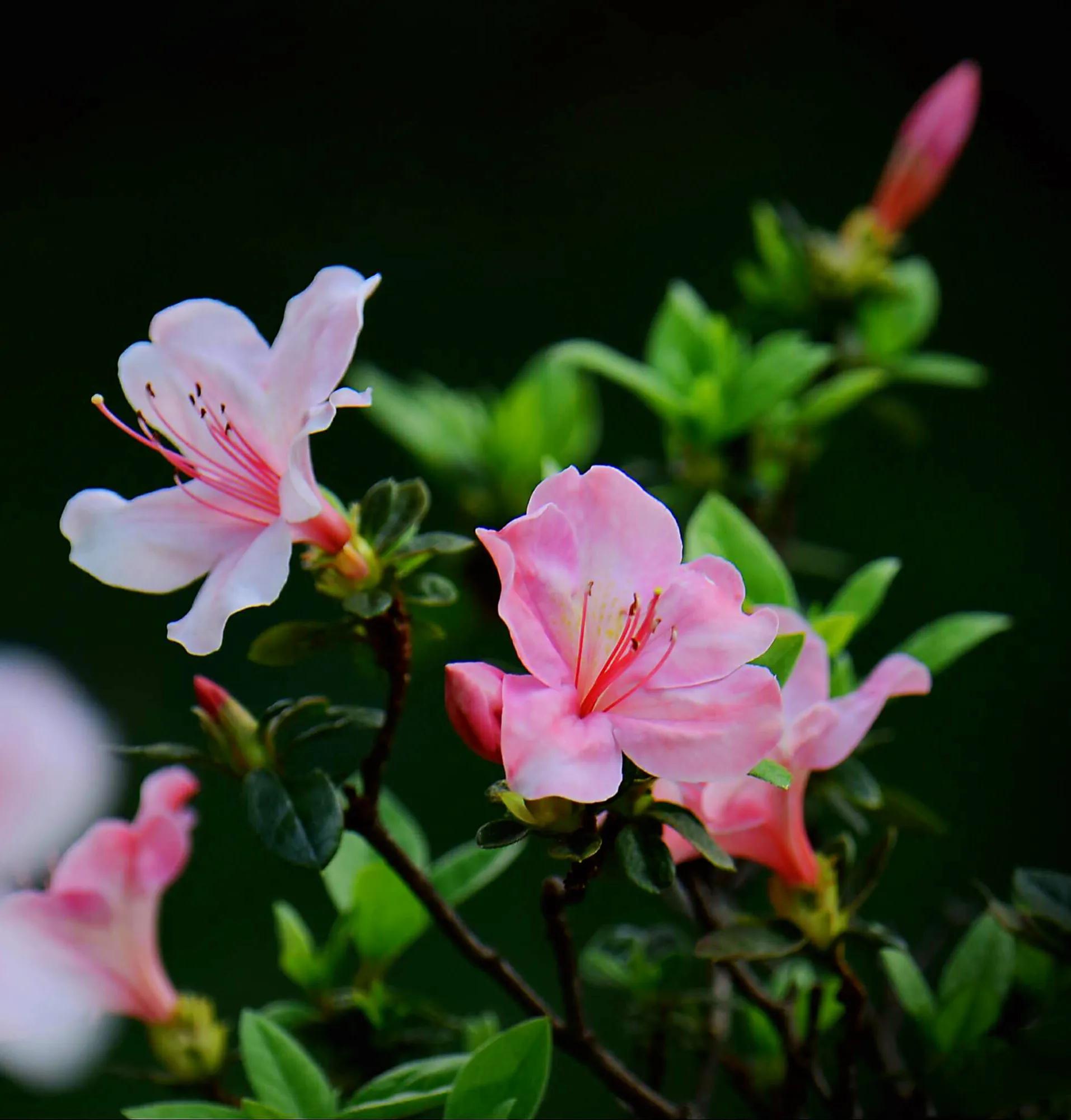 春鹃杜鹃-黄,白,粉,红,紫五彩缤纷,色彩斑斓,艳丽夺目