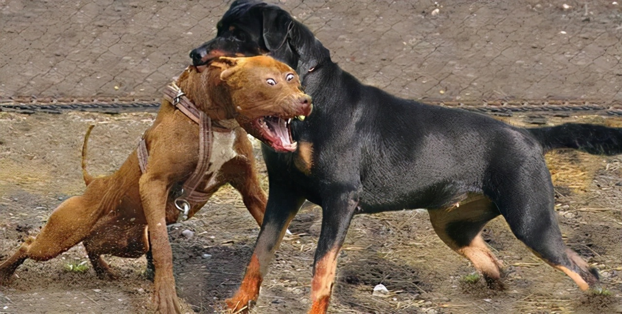 罗威纳犬的优点和缺点 为什么不建议饲养