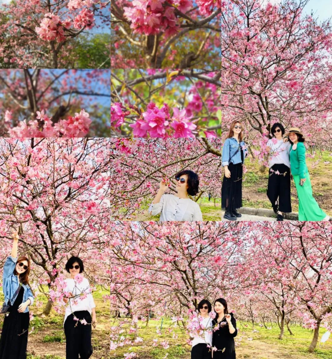 学加中房企业参访丨观斑斓基地，赏天适樱花