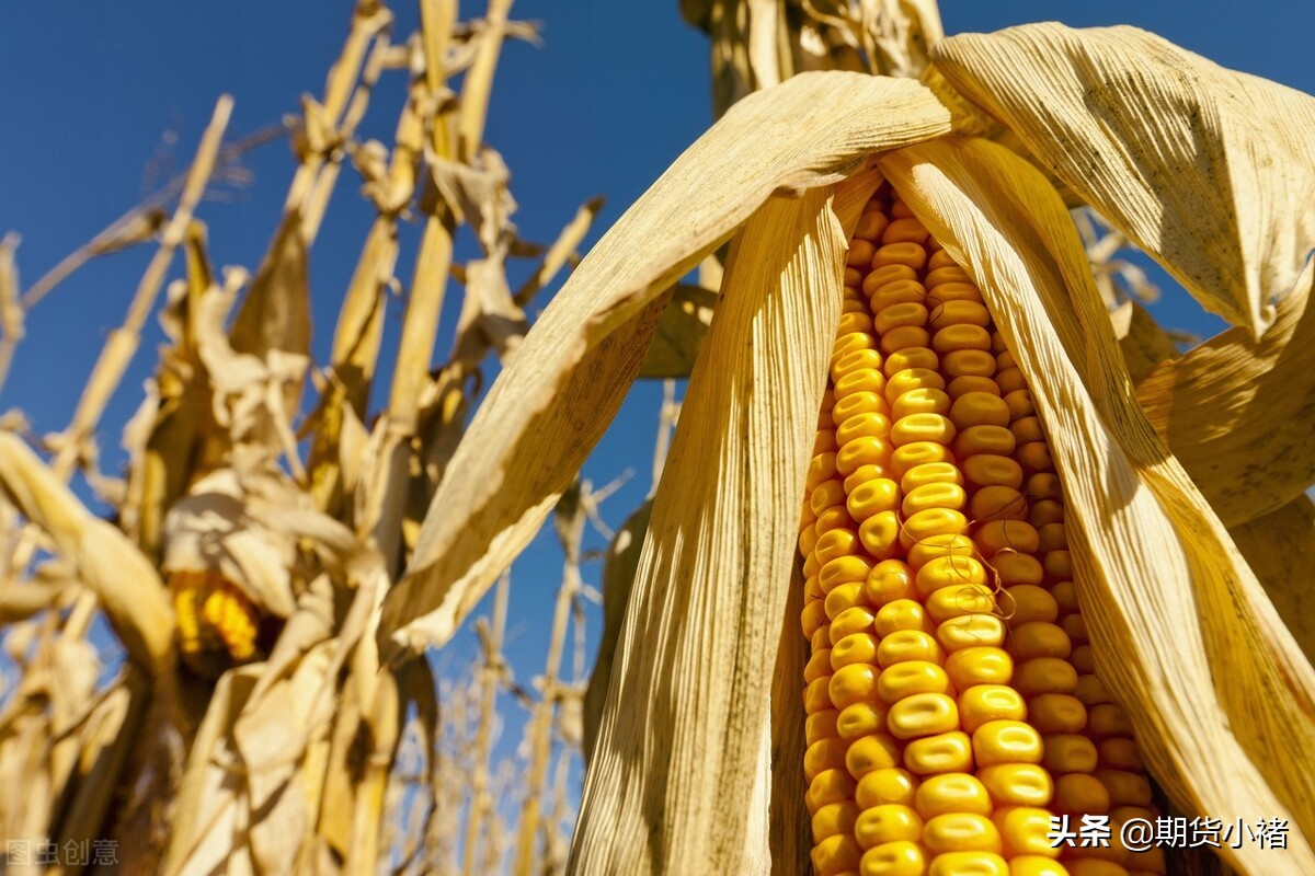 美国农业部（USDA）报告——12月玉米供需报告