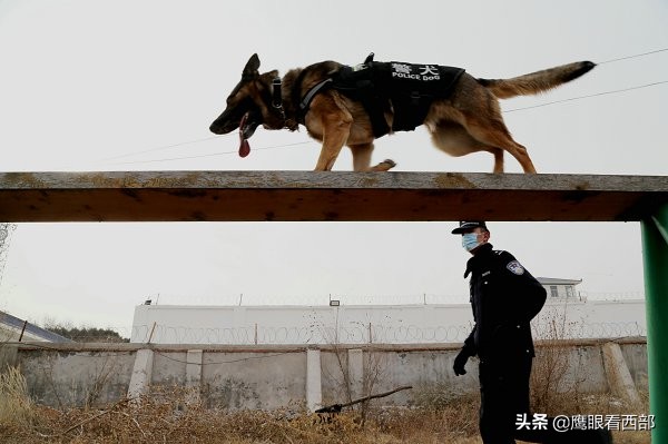 「摄影报道」甘肃平凉：“神犬奇兵”冬季训练忙