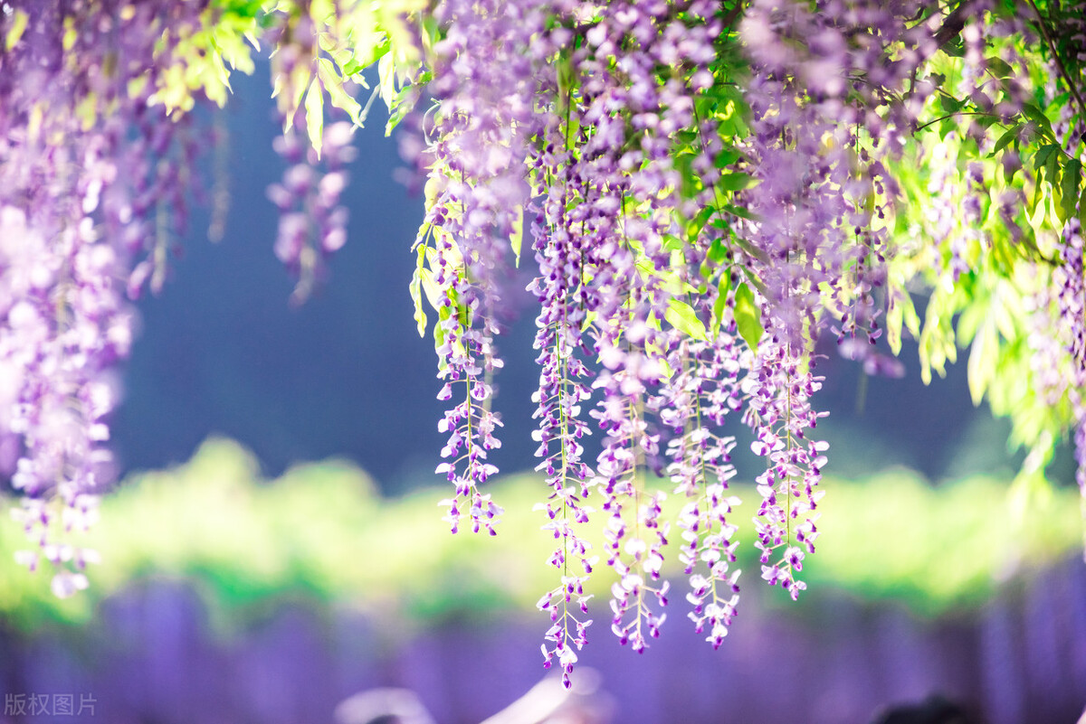 紫藤花的寓意,你知道吗?