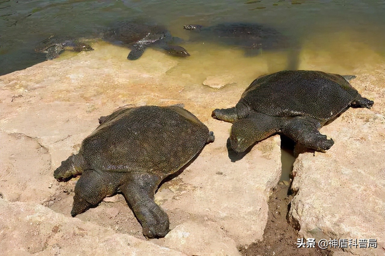 烏龜,王八,甲魚和鱉的區別是什麼?看完長見識了