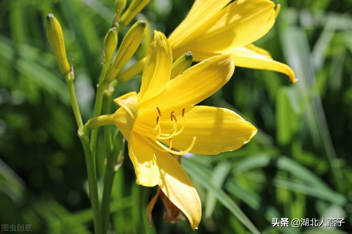 50种野菜大图片，教你认识不同的野菜和吃法，你想要的野菜这里有