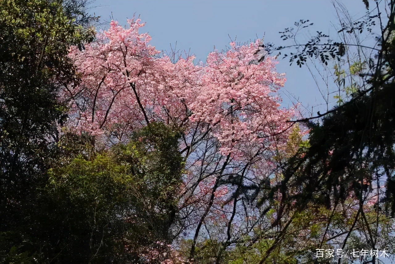 实用分享丨30款大型开花树种介绍，白似雪、黄似阳、红似霞，美翻