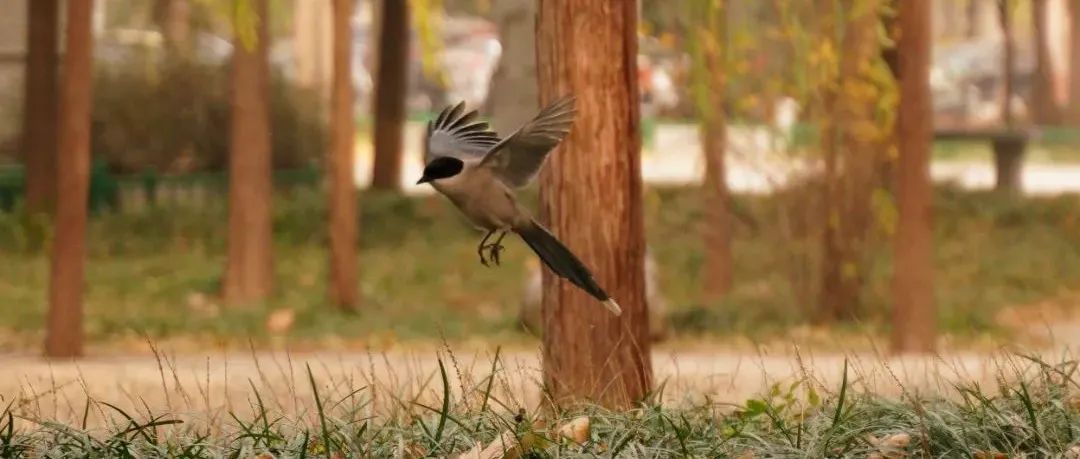倒计时100天！河南农大120岁生日又近了