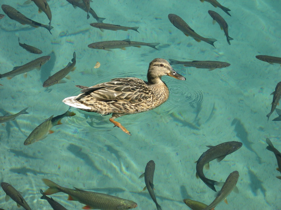 鱼通过水鸟肠道实现物种远距离传播：水禽粪便收集的鱼卵可以存活