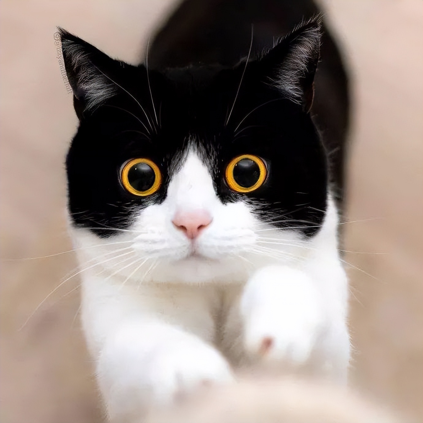价格:50-200元奶牛猫因为身上有黑白两种颜色的毛发