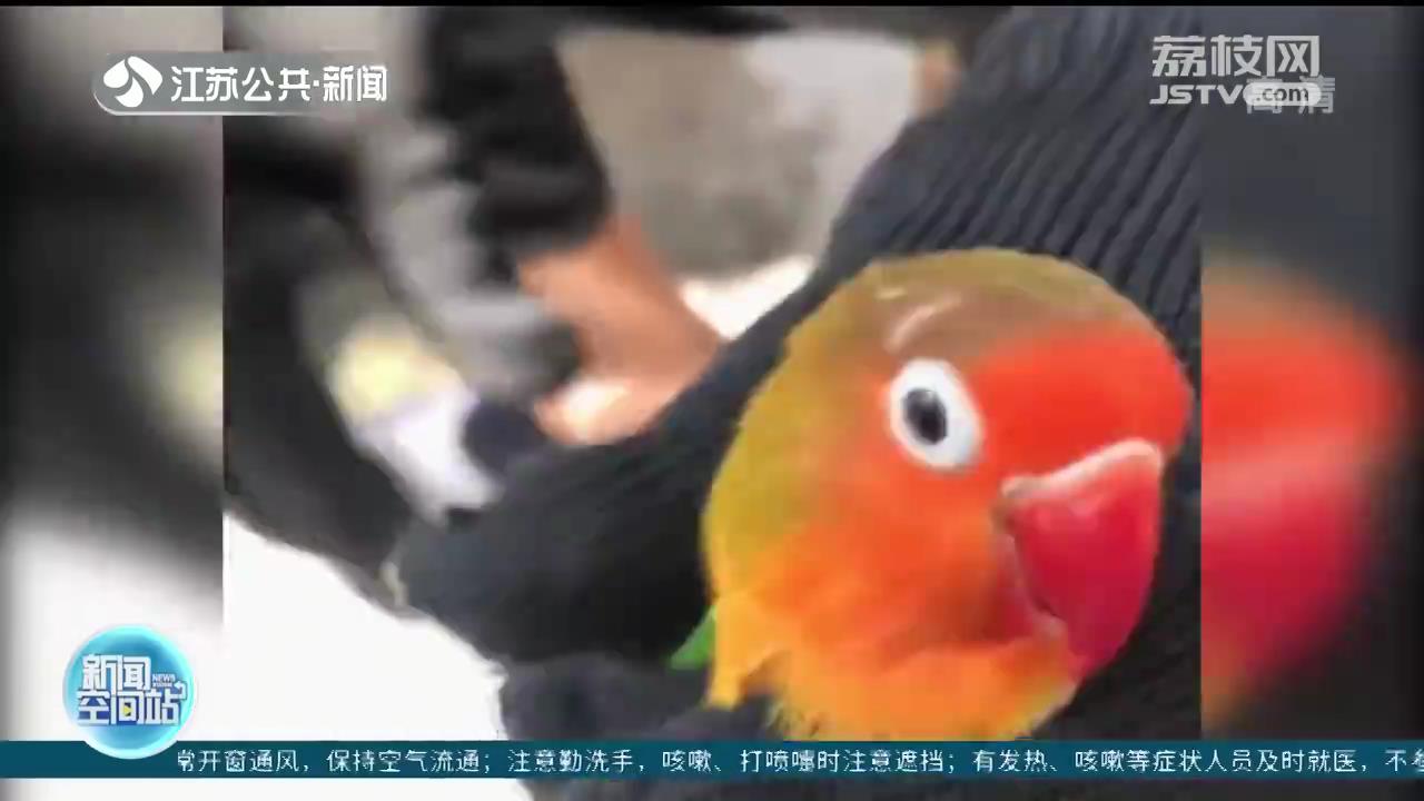“江苏鹦鹉案”不起诉后 两高发布司法解释：买卖人工繁育动物一般不入罪