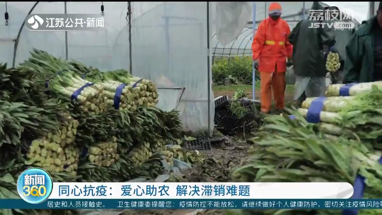 疫情导致南京六合40万斤莴笋面临滞销 爱心助农解决难题