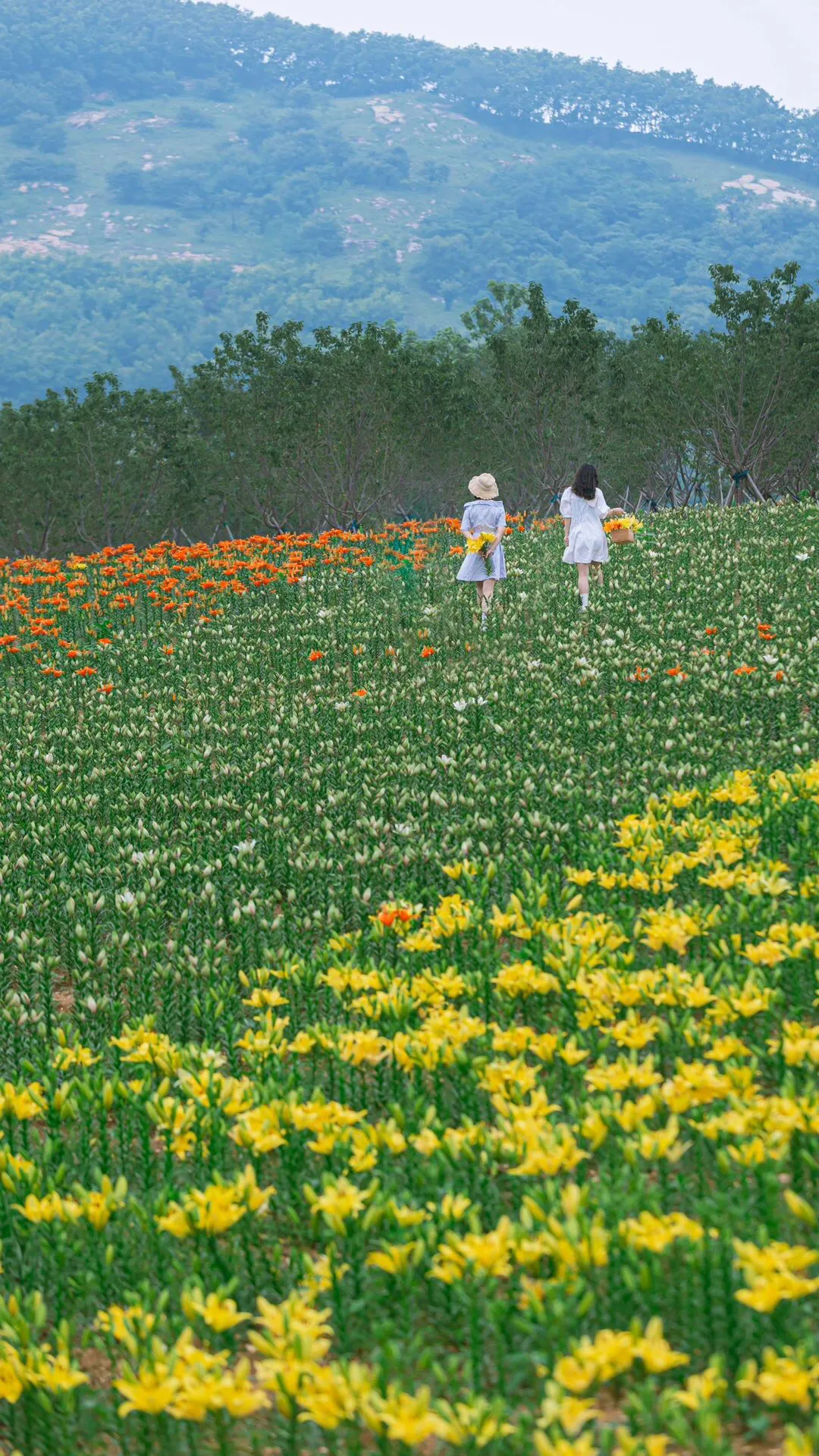 百合花海图片风景图片