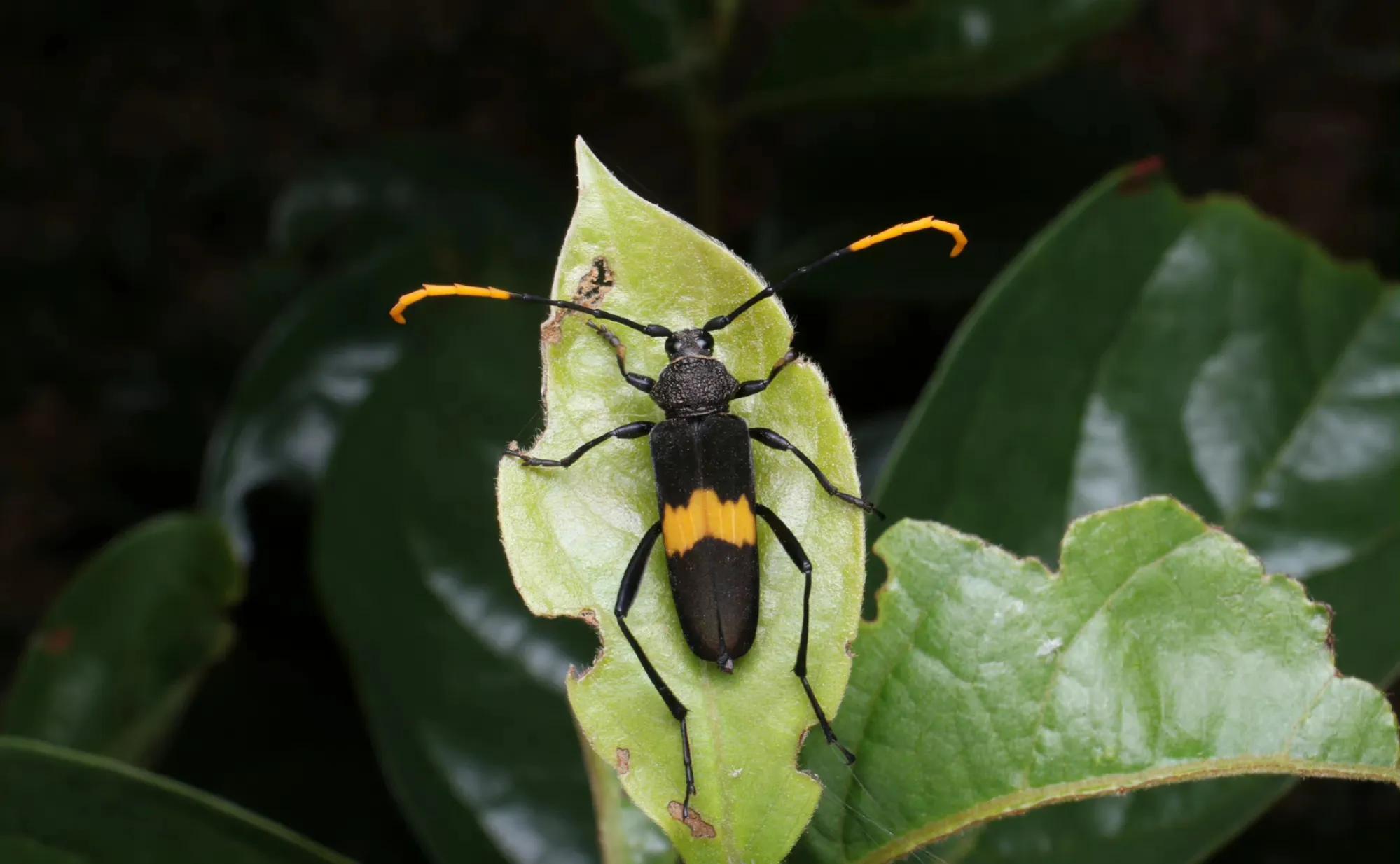 (五)二斑黑绒天牛(三)眼斑齿胫天牛#搞笑一刻#(一)苎麻双脊天牛