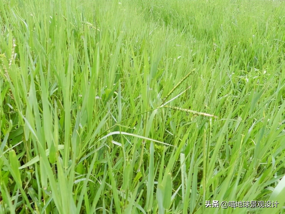 阔叶麦冬图片（20种适合山东地区种植的草坪）