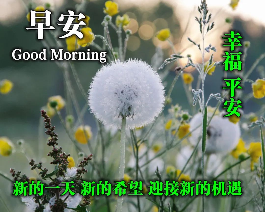 今日早上好祝福语大全 大家早上好图片大全 生命不求富贵，但求平安图片