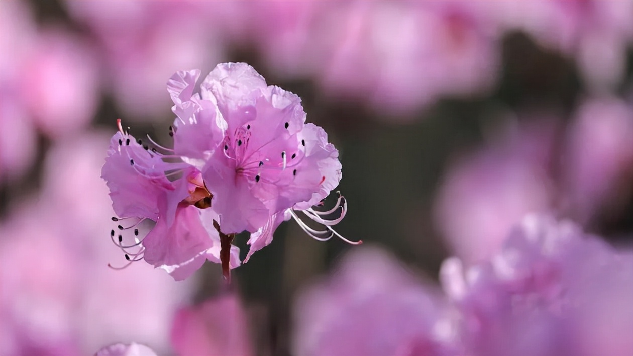 「诗词鉴赏」即将消失的美好—花朝节，愿你不辜负每一场花开