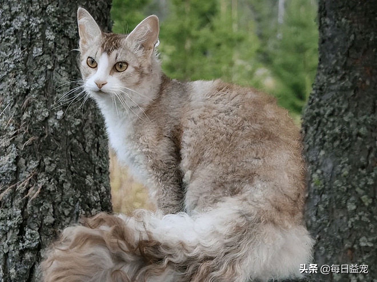 世界最名贵的10种猫猫，不知道的快来看看