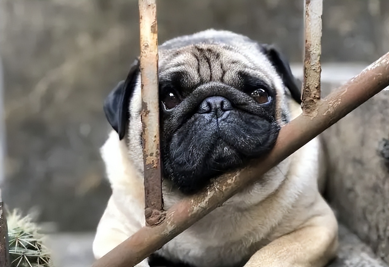 "寿命不长"的巴哥犬,会有这4个特点,你家狗有吗?