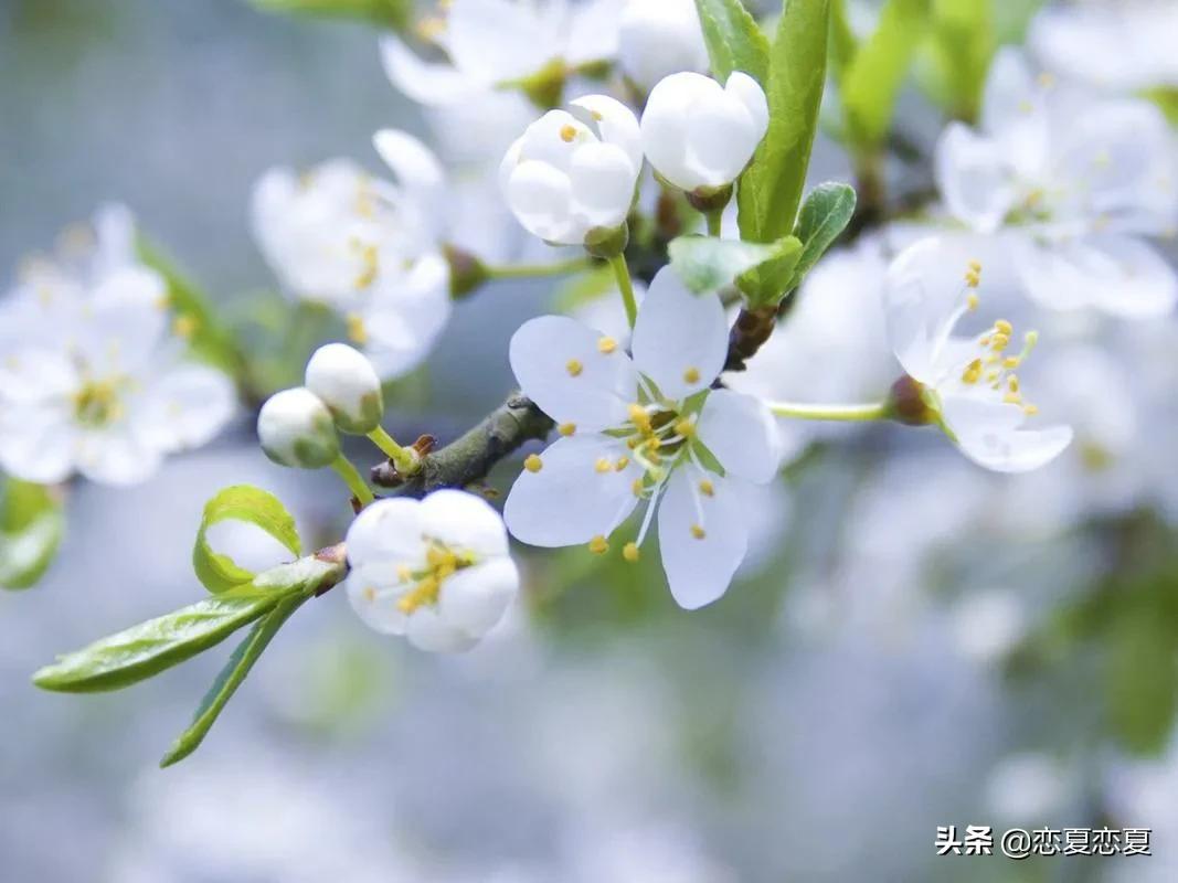 春在路上，花在枝头，所有美好都会如约而至
