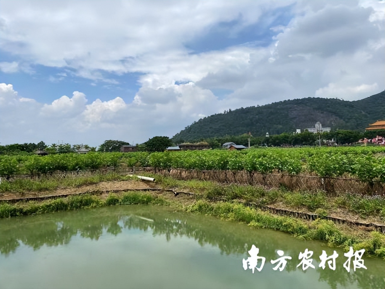 寻路农遗｜骆世明：中国的文化自信，跟深厚的农业传统是相关的