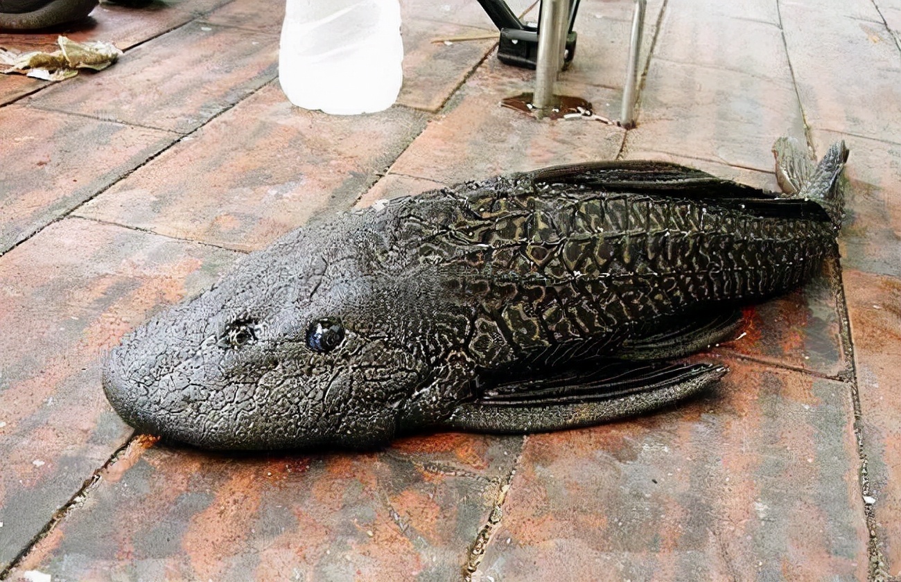 来到中国40年,从观赏鱼沦落为垃圾鱼,清道夫为何"晚节不保"?