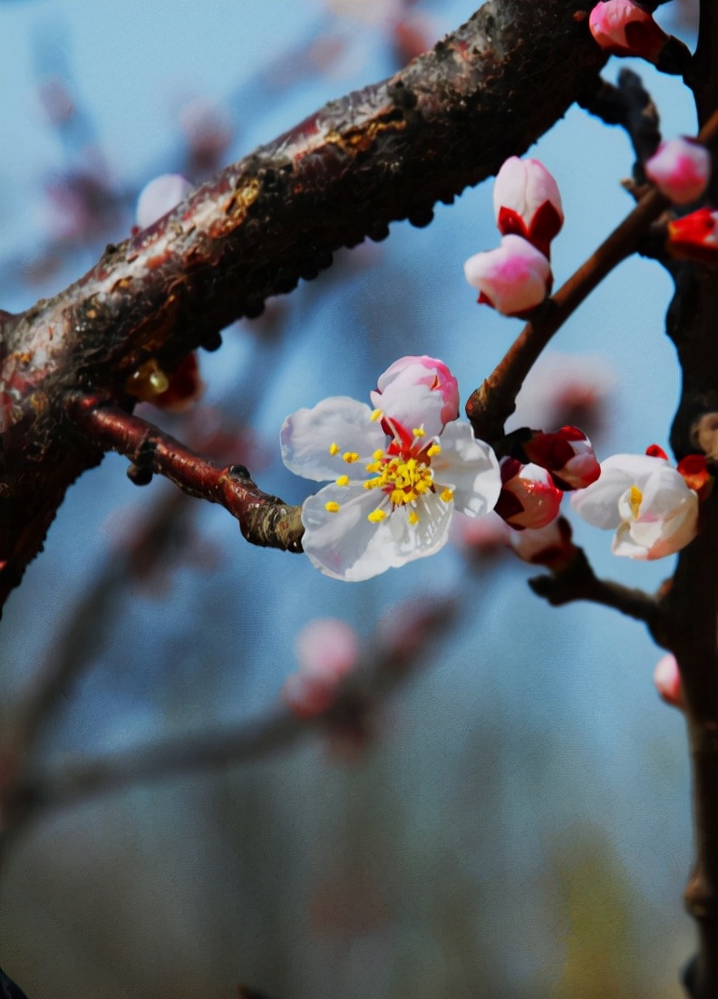 「诗词鉴赏」沾衣欲湿杏花雨，十首杏花的诗词，惊艳了整个春天