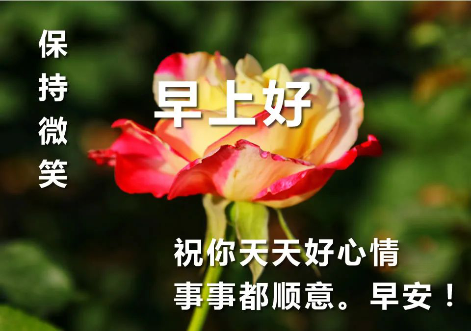 新的五月早上好鲜花图片合集 祝你天天好心情、事事都顺意图片